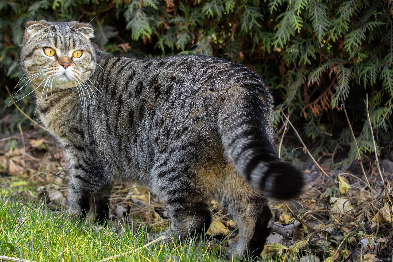 スレンダーな猫の種類10