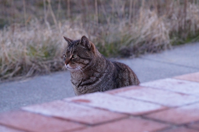 ネコの外飼い1