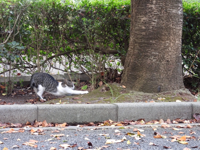 ネコの外飼い3