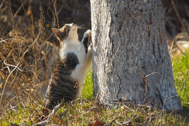 ネコの外飼い5