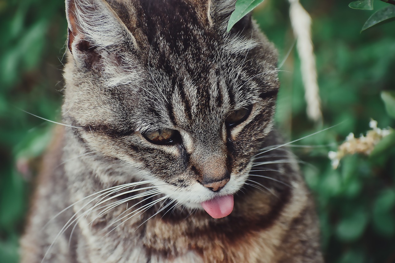 抜け毛の少ない猫6