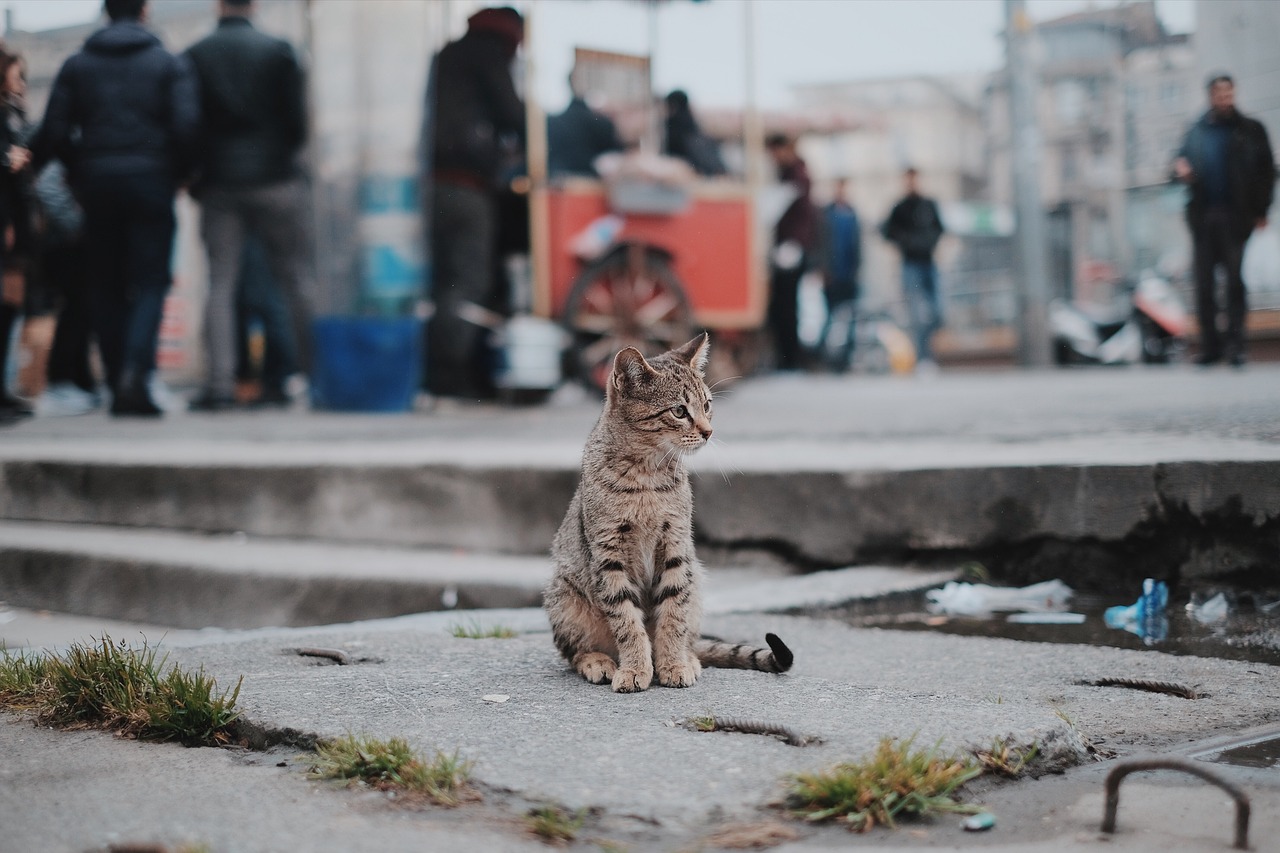 猫との信頼関係3