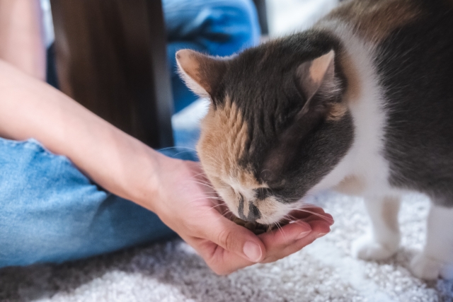 子猫に与えるおやつ1