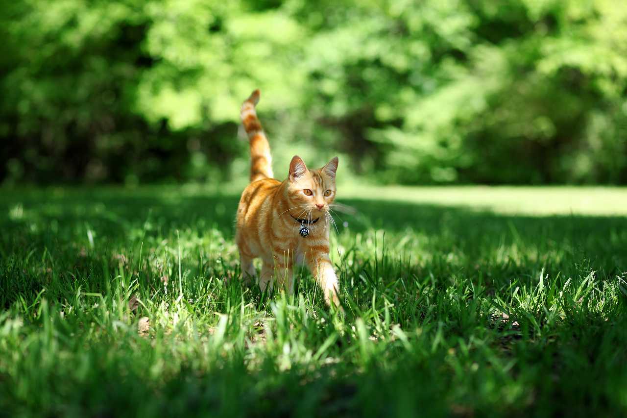 猫の外飼い