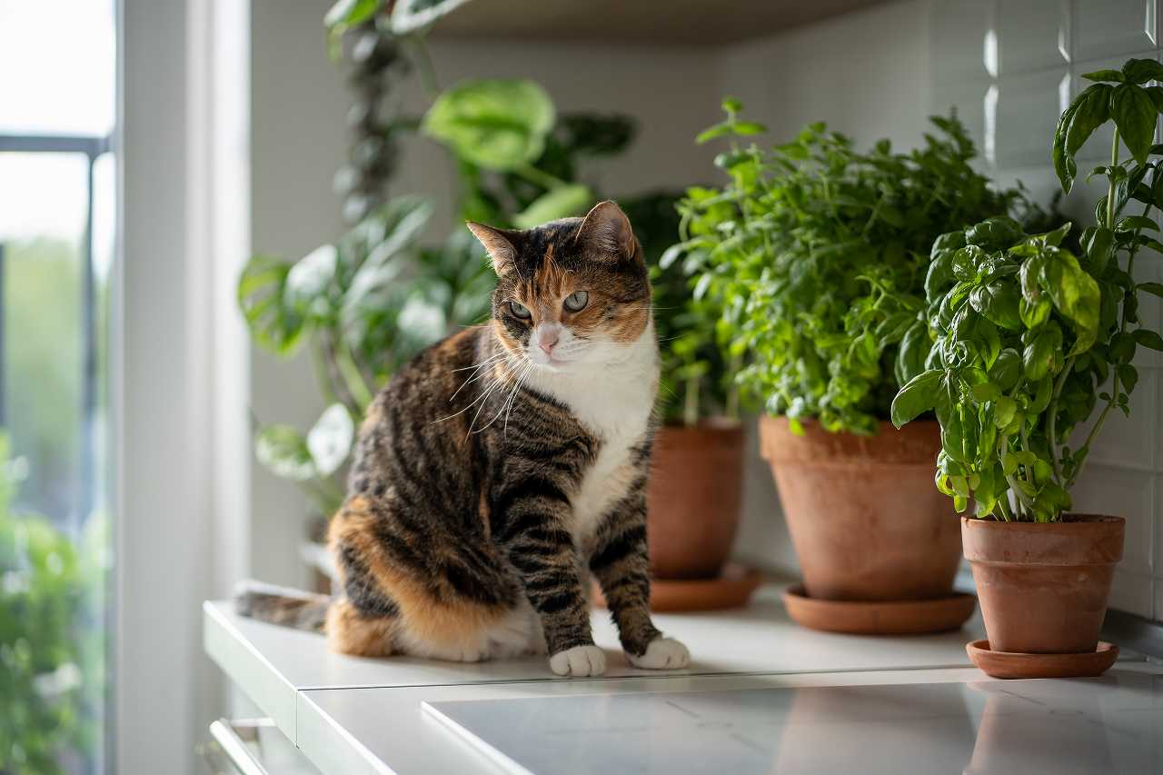 猫のための湿度管理