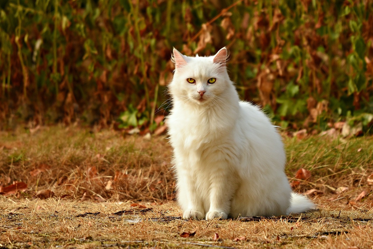 猫の好きな音嫌いな音3