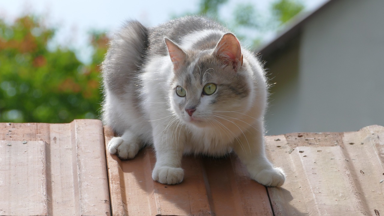 帰省する際の飼い猫の扱い5