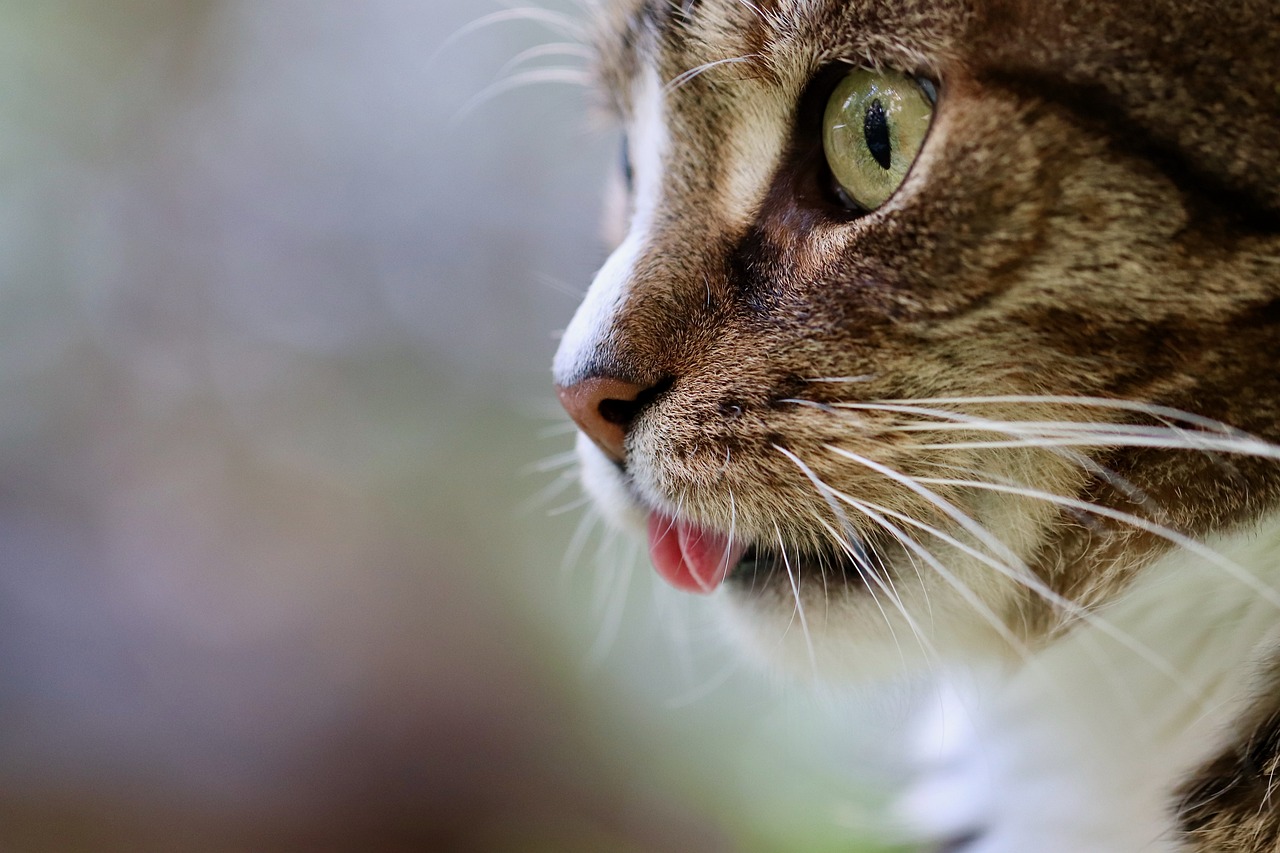 長生きする猫11