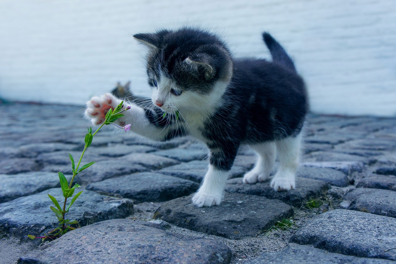 珍しい猫種17