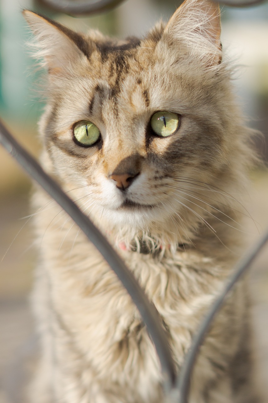 おすすめのくせ毛猫4