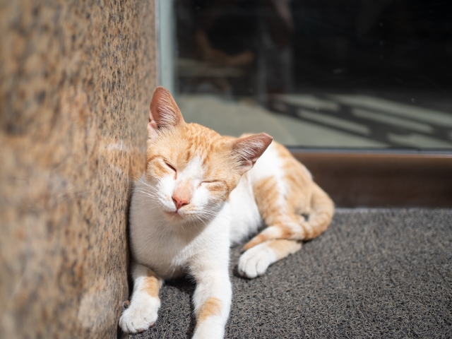 小型猫と大型猫の魅力2