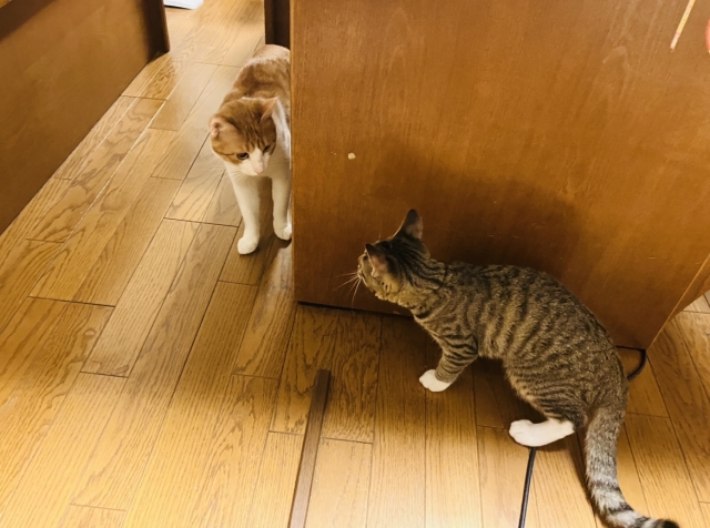 猫の二匹飼いに必要な知識3