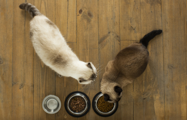 猫の二匹飼いに必要な知識4