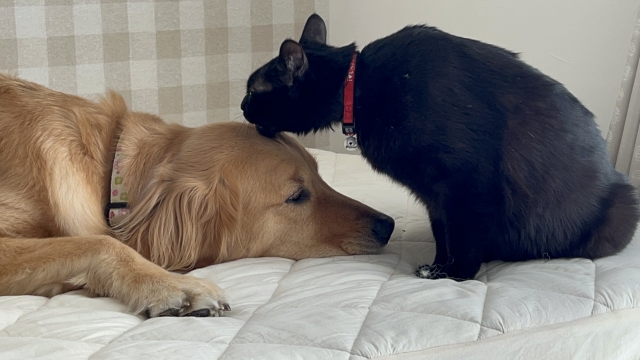 犬と猫の飼いやすさ比較1