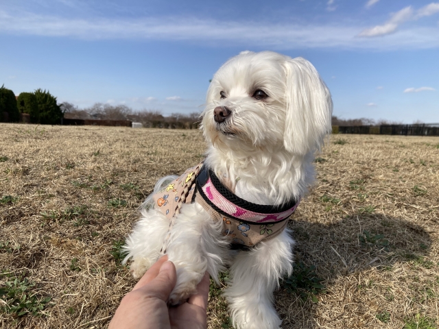 犬と猫の飼いやすさ比較2