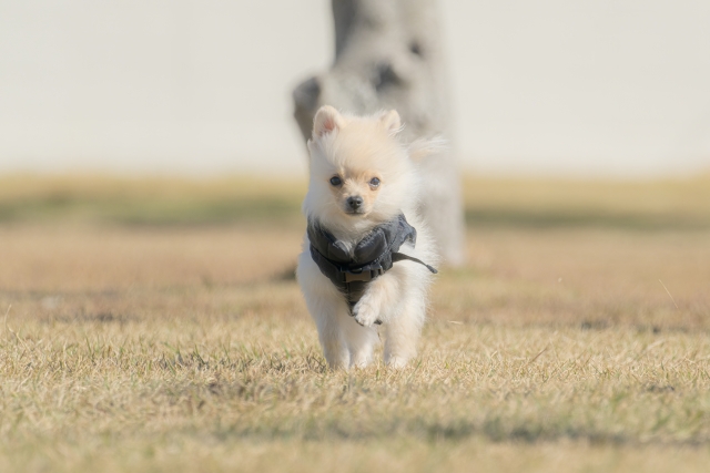 犬と猫の飼いやすさ比較4