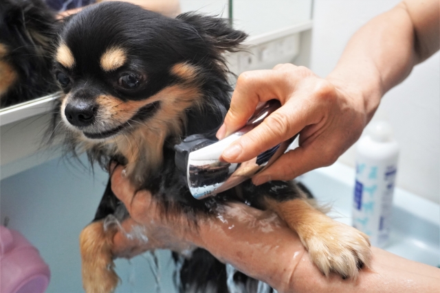 犬と猫の飼いやすさ比較5