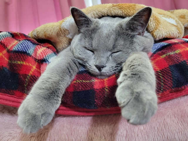 犬と猫の飼いやすさ比較6