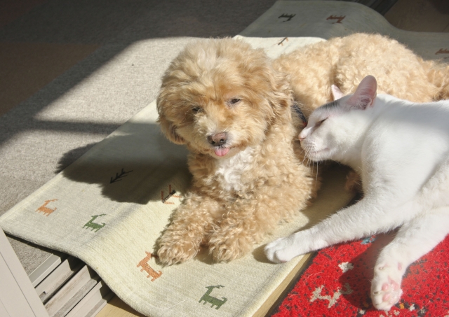 犬と猫の飼いやすさ比較7