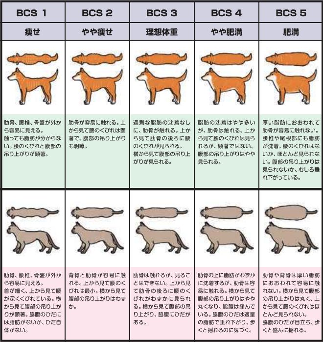 メインクーンの適正体重4