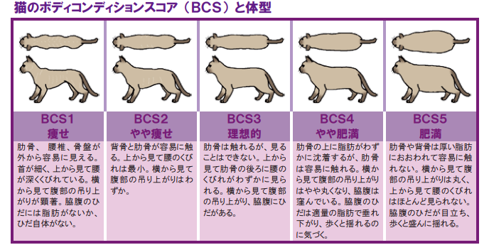 マンチカンの適正体重3