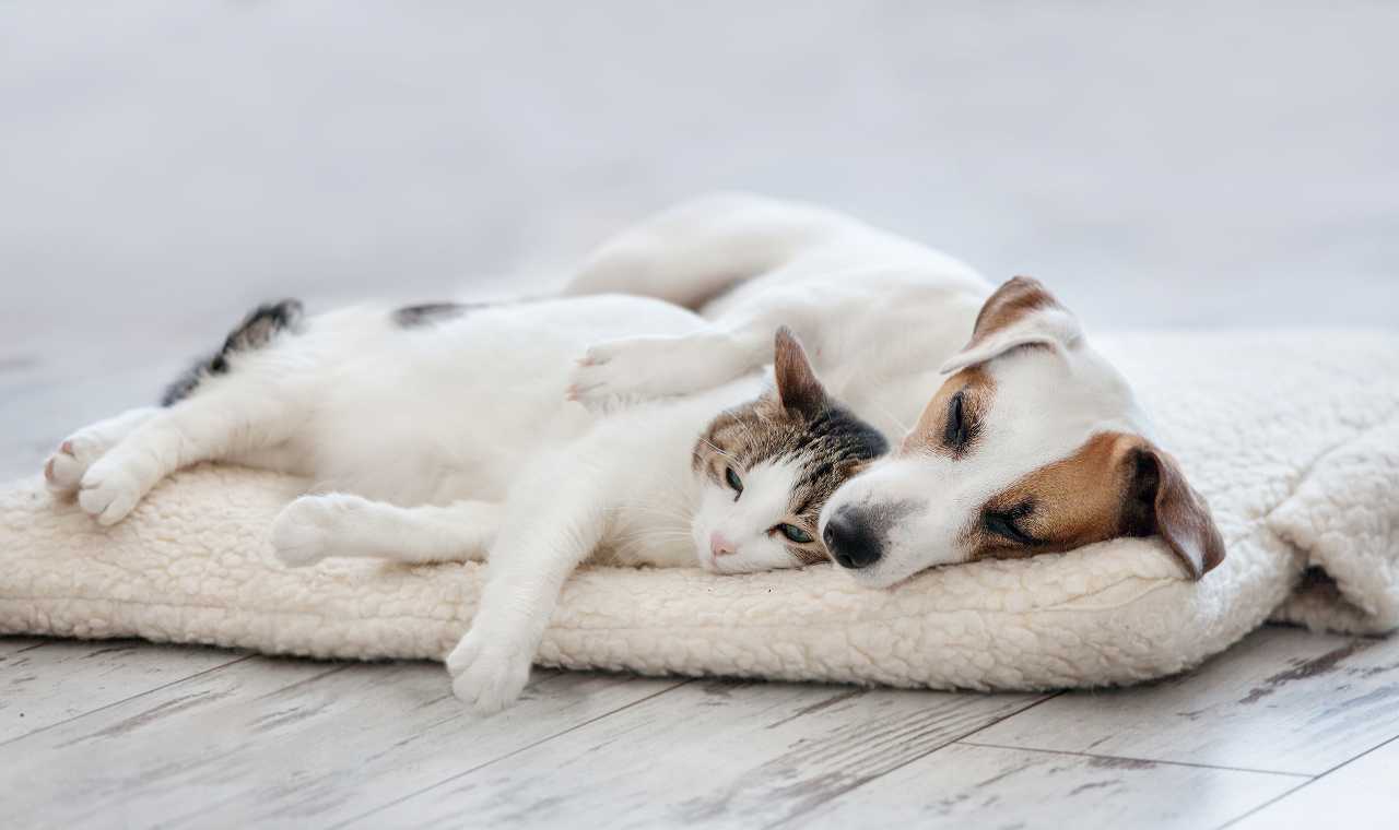 犬と猫の飼いやすさ比較