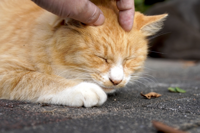 猫との信頼関係2