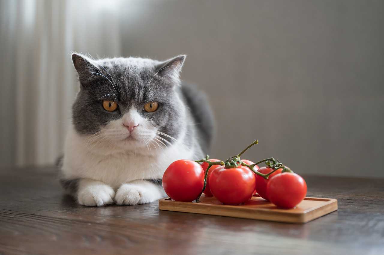 猫にトマトを与える時の注意点