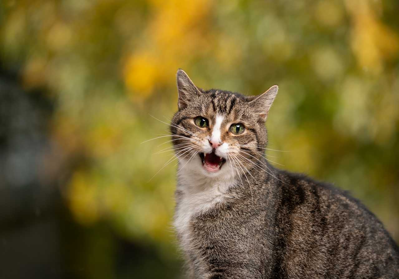 猫の鳴き声がうるさい理由