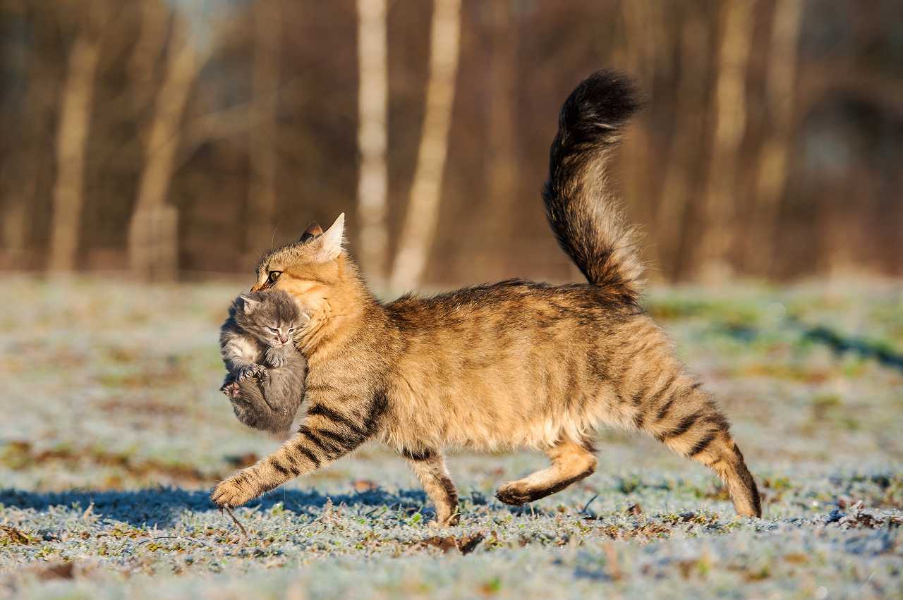 猫の首の後ろをつかむ効果