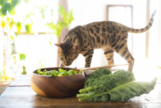 猫は白菜を食べても大丈夫1