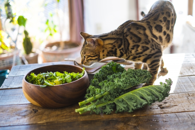 猫は白菜を食べても大丈夫5