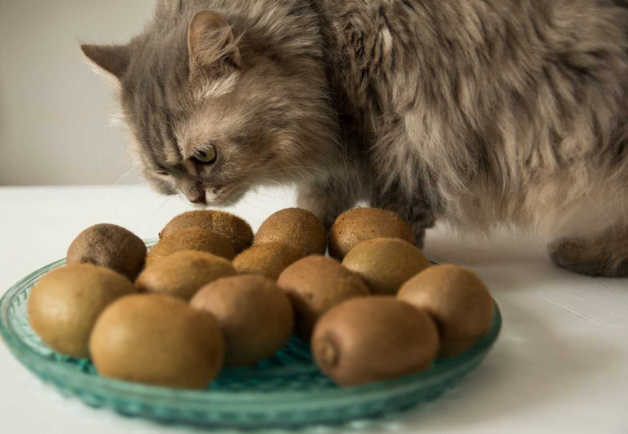 猫はキウイを食べても大丈夫