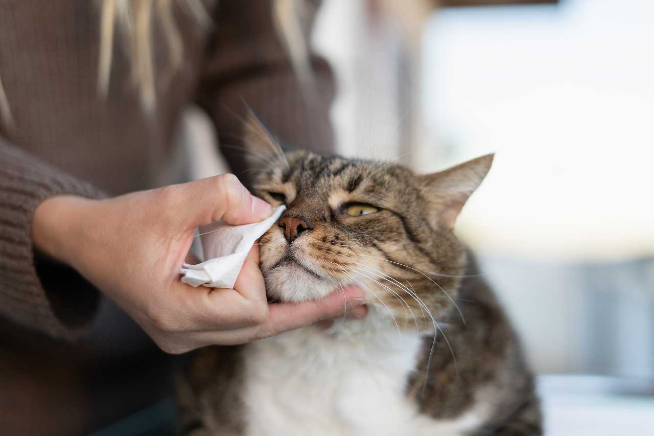 猫の目やにと病気