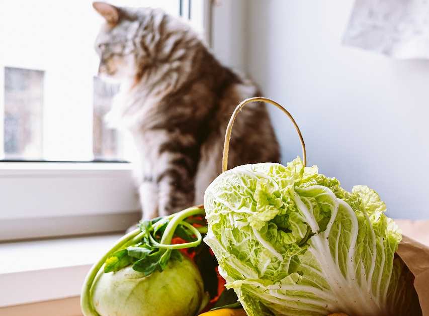 猫は白菜を食べても大丈夫