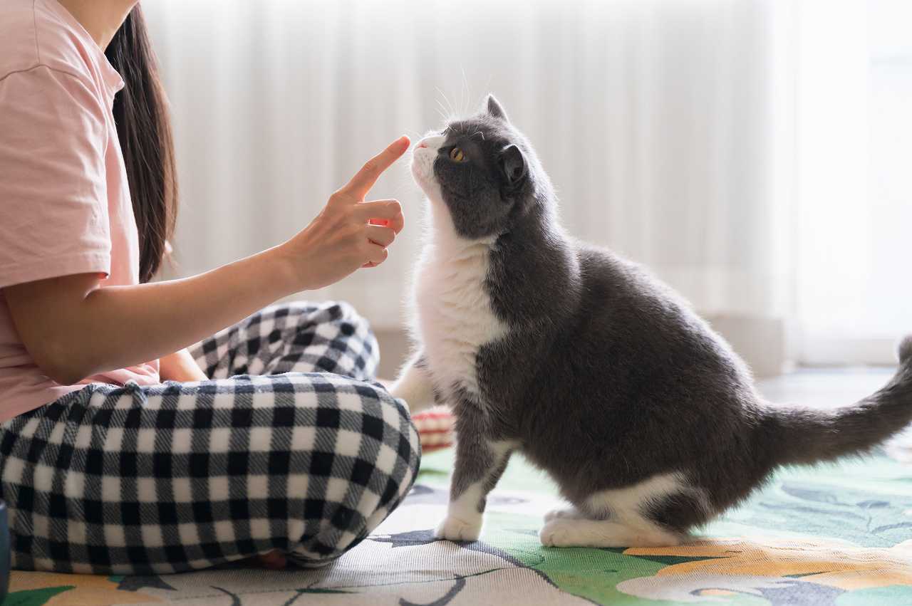 猫が鼻チューする理由