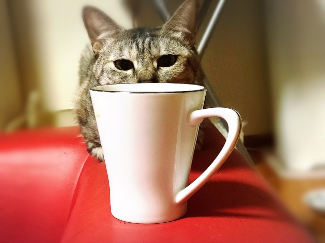 猫にコーヒーはNG1