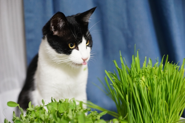 猫は豆苗を食べられるか1