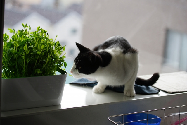 猫は豆苗を食べられるか4