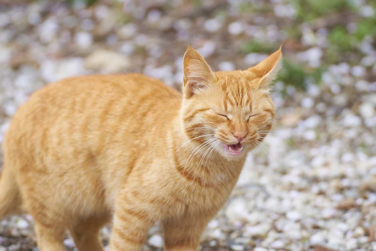 猫も花粉症になるのか