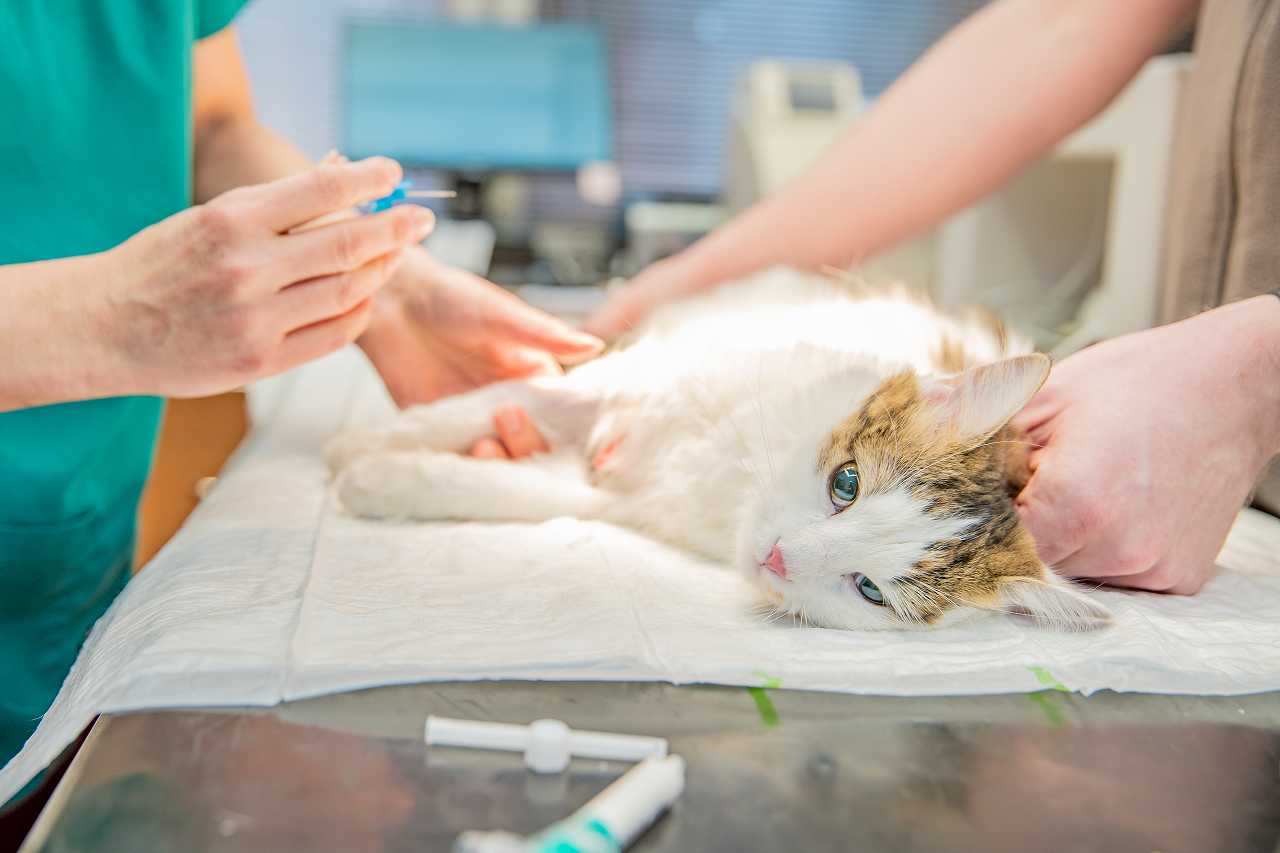 猫の去勢手術の必要性