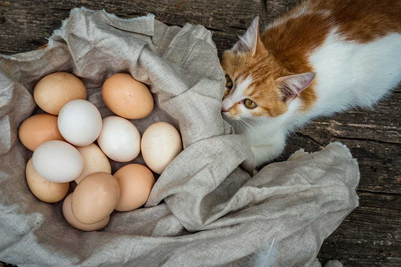 猫に卵を与えても大丈夫か