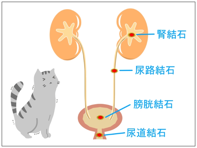 猫の尿路結石2