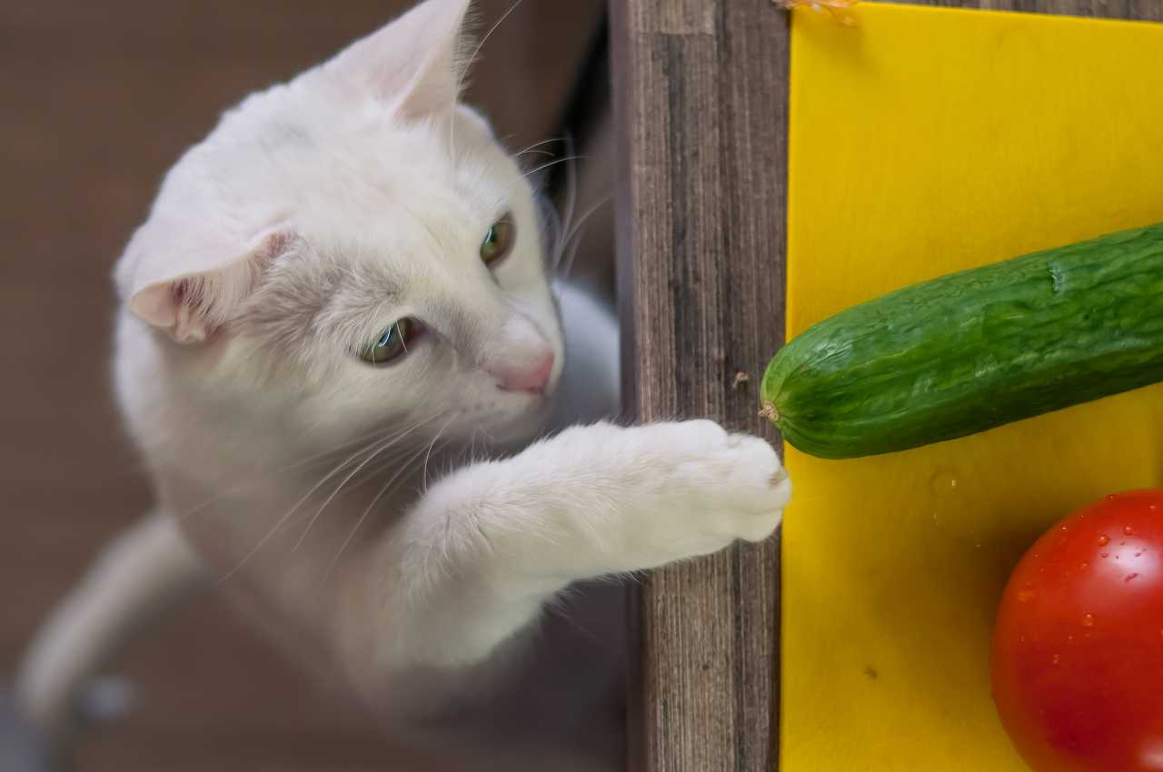 猫が食べられる野菜