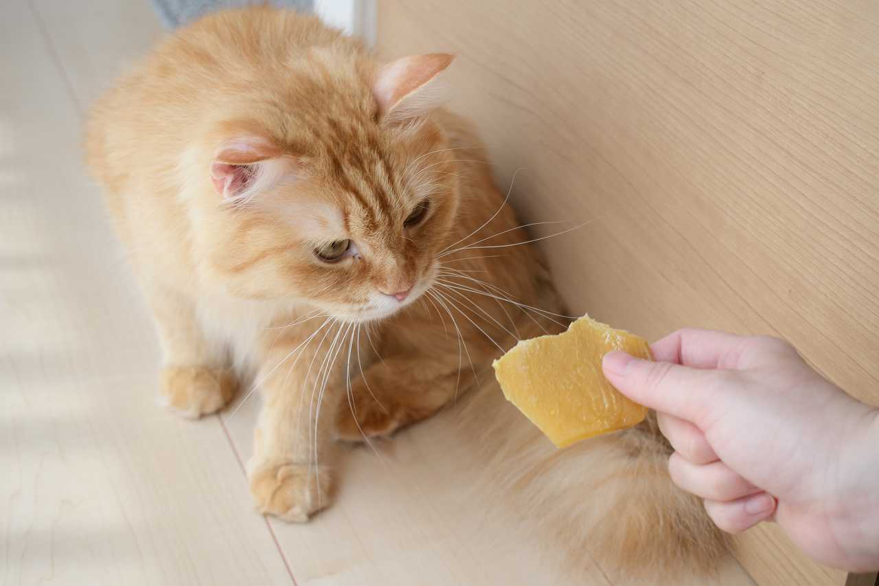 猫に干し芋を与えても大丈夫か