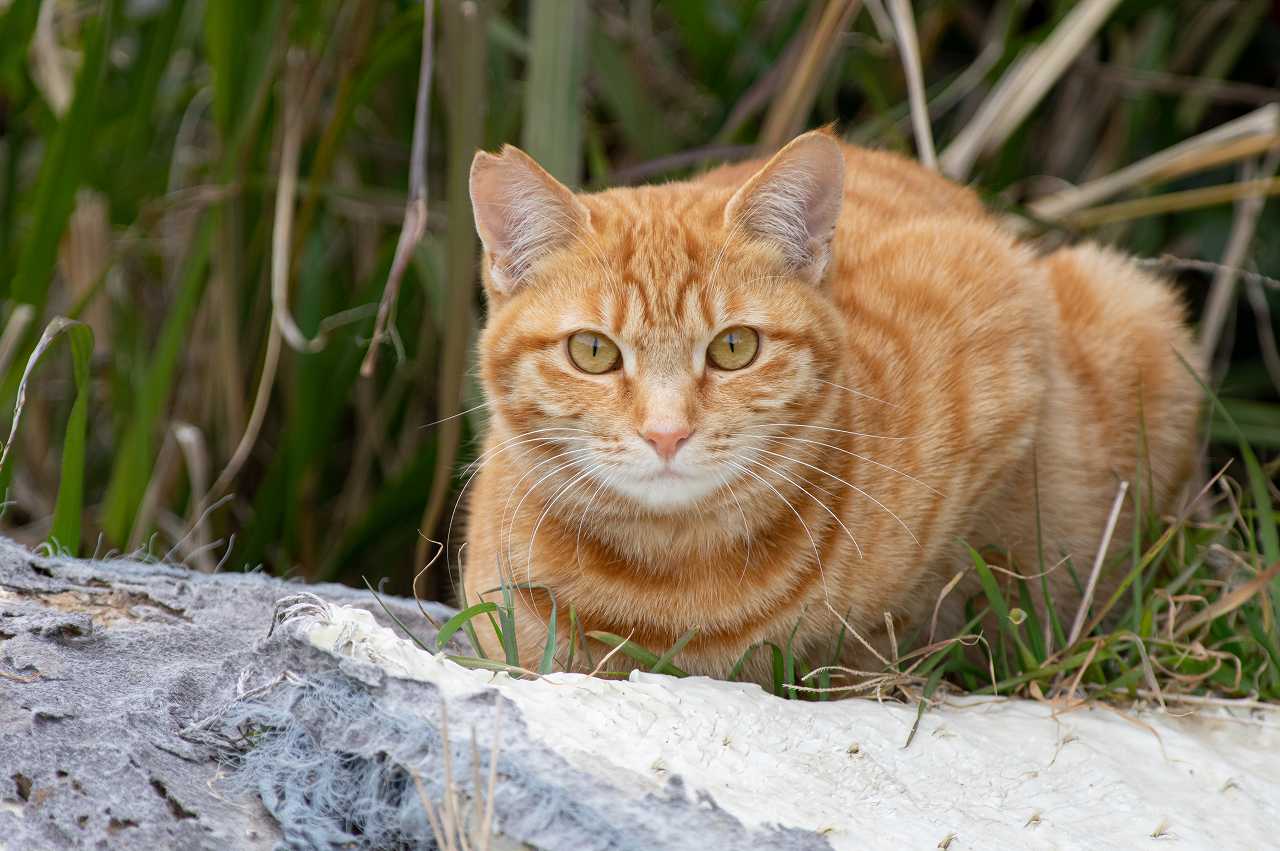 麦わら猫の性格