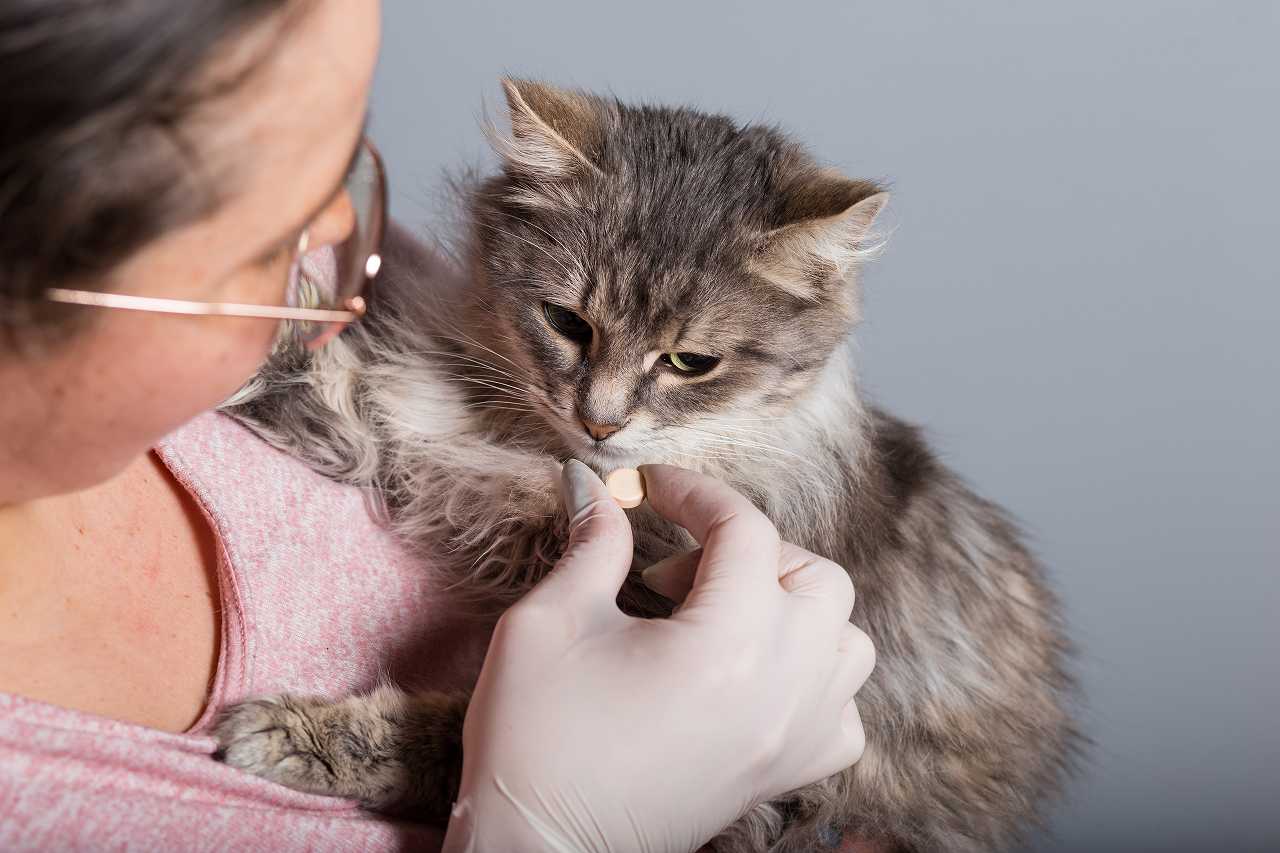 猫に薬を飲ませる方法