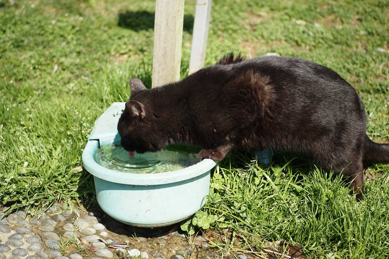 猫が水を飲まない時の対処法