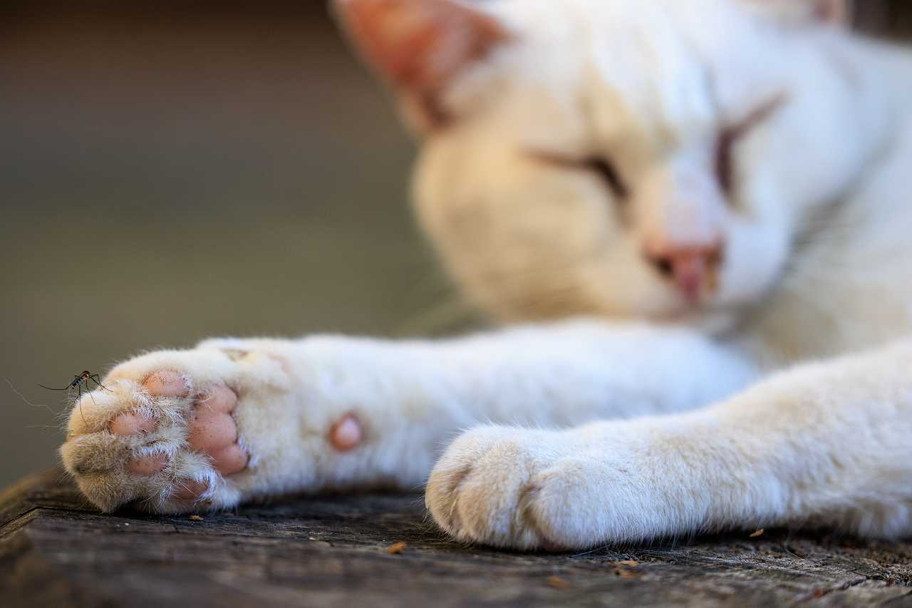 猫の肉球の役割とは