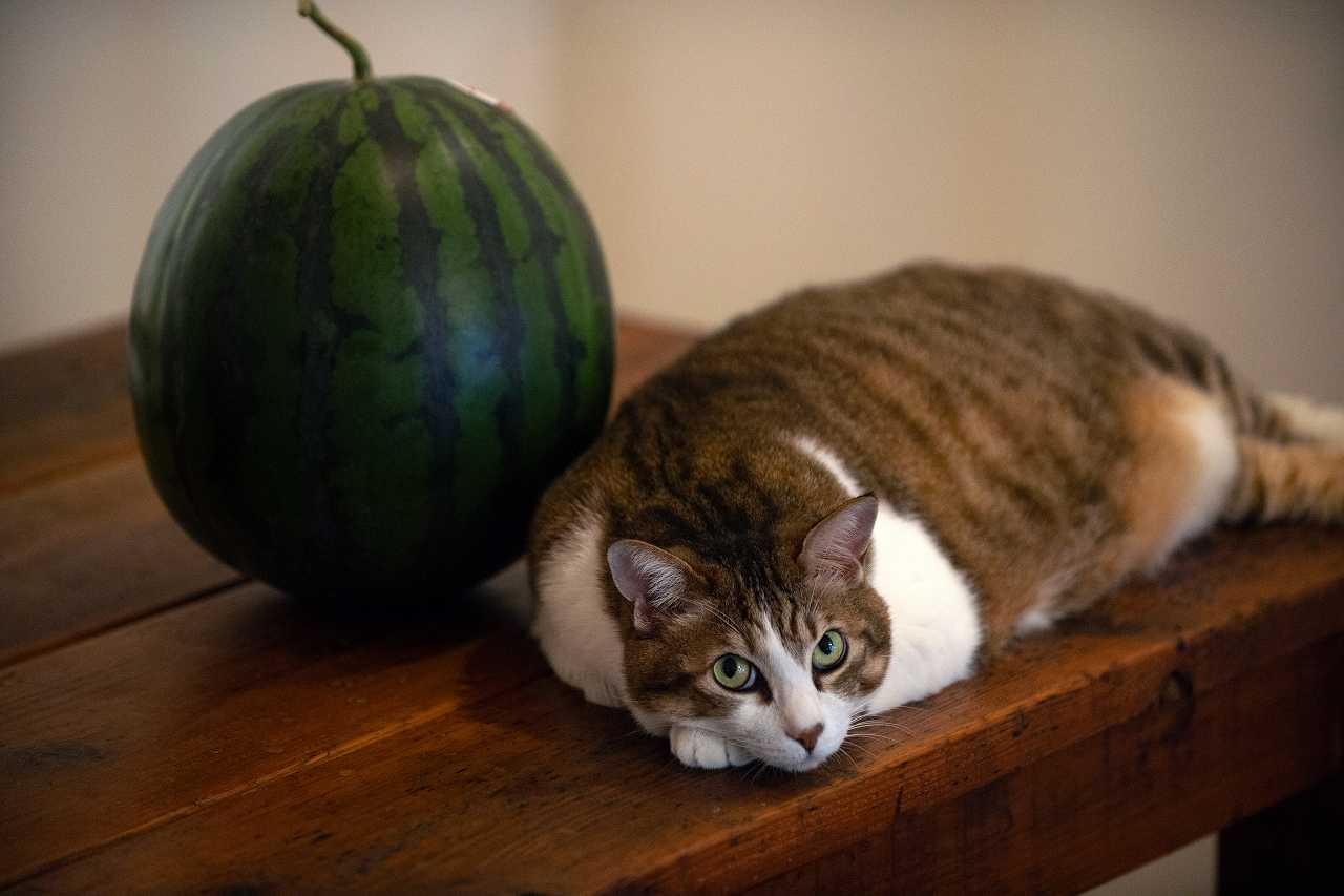 猫の脳腫瘍はどのような病気か